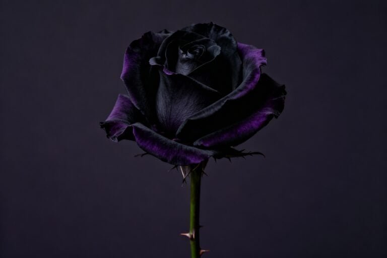 How to Grow Black Roses: Care Tips for Beginners