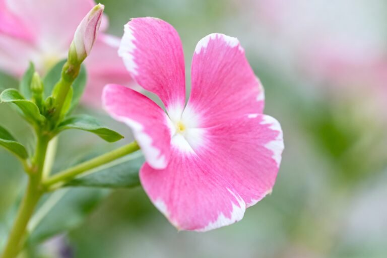 Rose Snap Ideas: Capture Stunning Blooms for Your Garden